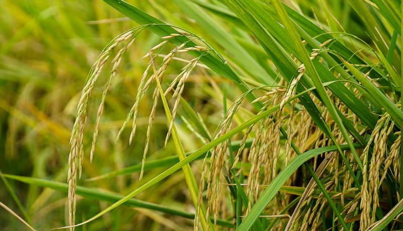 Chủ ruộng lúa ST25 đã sử dụng phân bón hữu cơ Huy Hoàng rất mong tới ngày thu hoạch