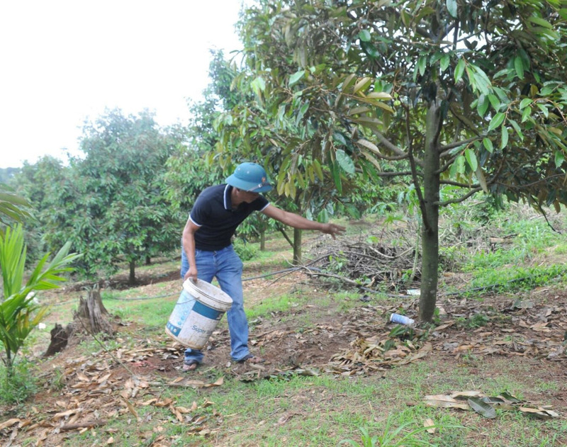 Hướng dẫn kỹ thuật tưới nước cho cây sầu riêng