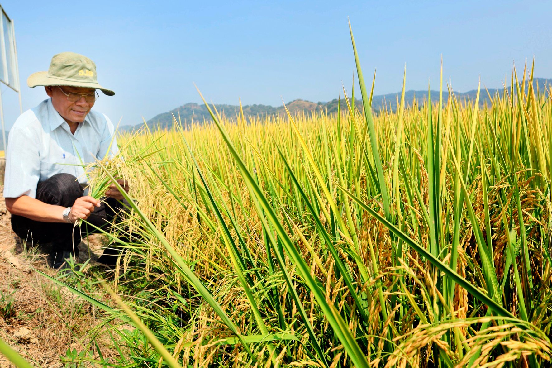 Giống lúa này khiến nhiều nông dân Đắk Lắk tròn mắt ngạc nhiên