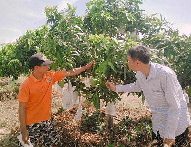 Mô hình vườn xoài tin dùng phân bón Diệp Long để tưới gốc