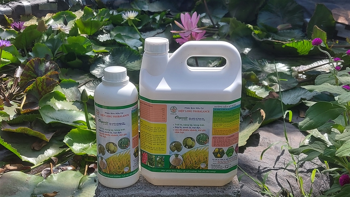 Hiệu quả bất ngờ vườn mướp được tưới 2 lần phân bón diệp Long